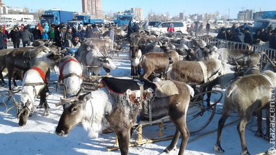 Якутия примет международный чемпионат оленеводов в 2023 году