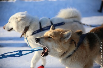 Экспедиция на собачьих упряжках началась в Архангельской области