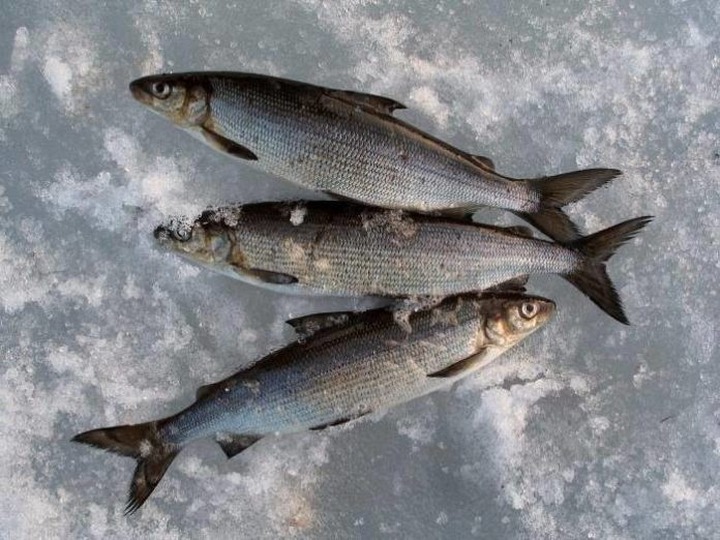 На Ямале коренные народы вырежут скульптуру Владимира Путина из дерева