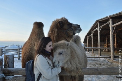 Юрты и верблюды – другая зима в Подмосковье