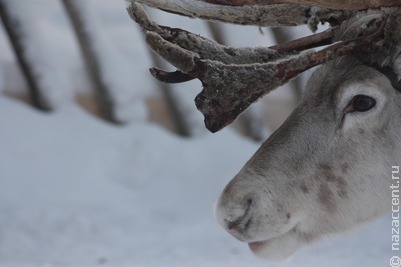 В Ненецком округе резко сократилась популяция дикого северного оленя