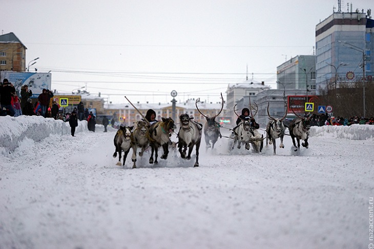 Оленьи бега на Празднике Севера в Воркуте - Национальный акцент