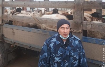 25 овец бесплатно получил житель деревни Хамхар Иркутской области