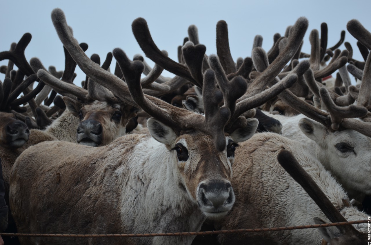 У северных оленей появятся генетические паспорта