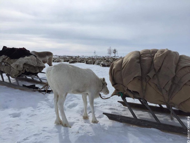 В школе для детей оленеводов на Ямале открыли ковидный изолятор