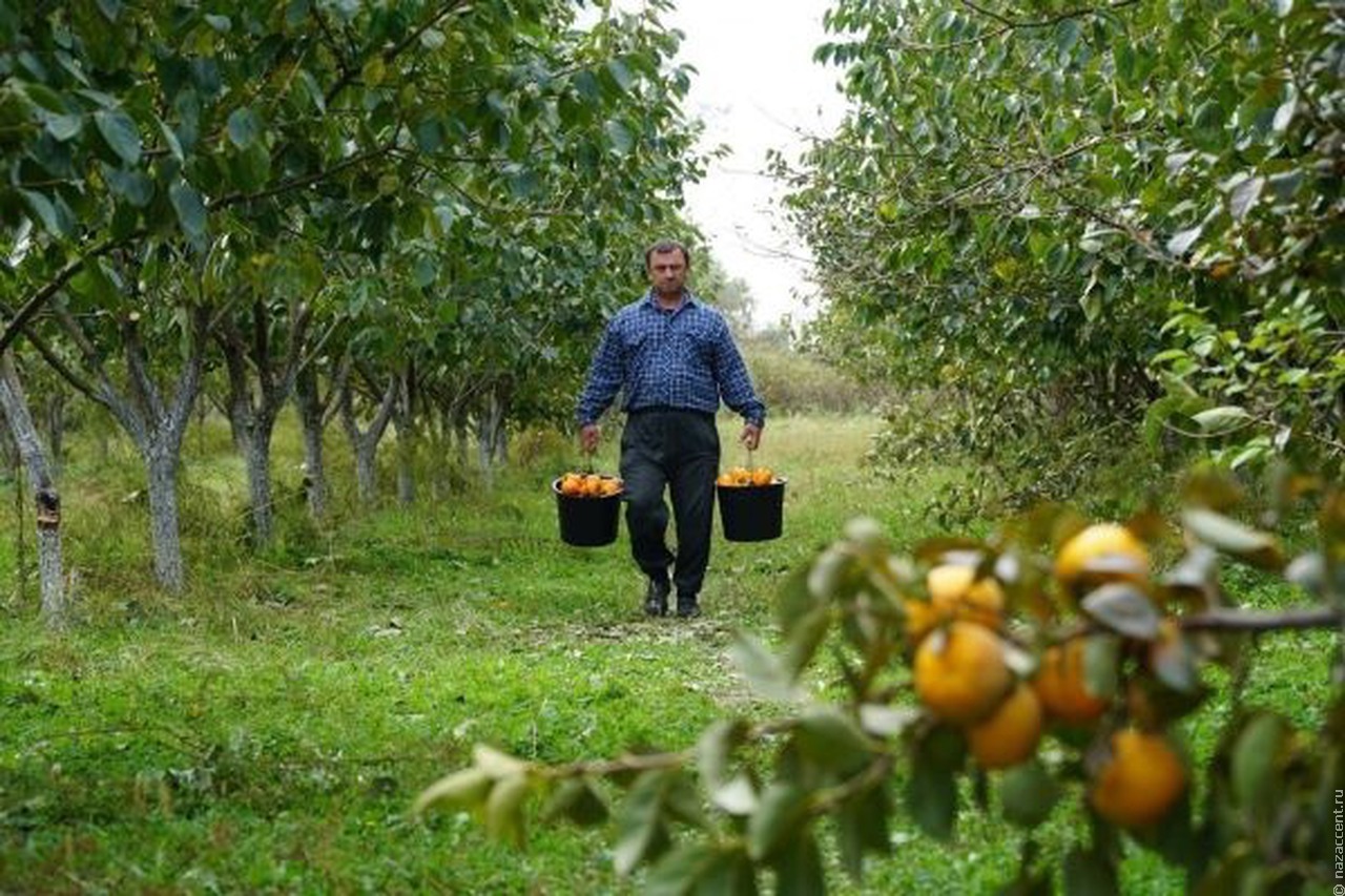 Сезон оранжевых пейзажей. В Дагестане сбор урожая в разгаре   