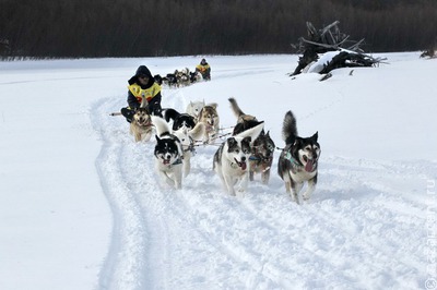 В Хабаровском крае пройдут первые нанайские гонки на ездовых собаках