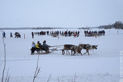 День оленевода в Русскинской отметили гонками на собачьих упряжках