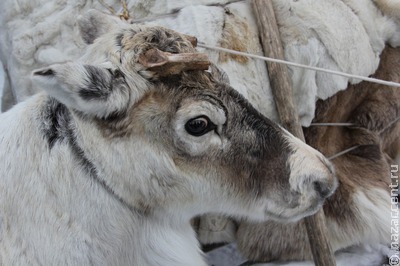 В Забайкалье откроют первую точку сбыта продукции для эвенков-оленеводов