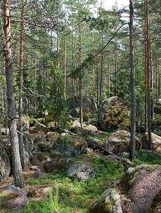 Карельские пословицы про дерево и лес