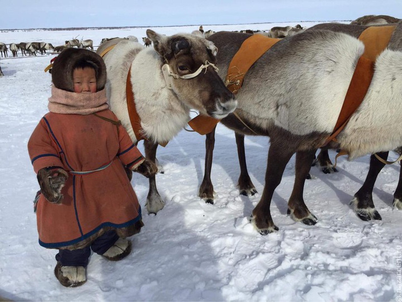В Якутске запустили Арктический многоязычный портал о культуре коренных малочисленных народов