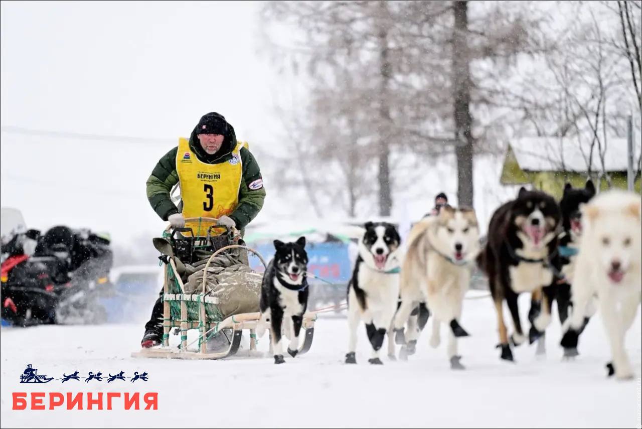 На Камчатке завершилась легендарная гонка на собачьих упряжках "Берингия-2026"