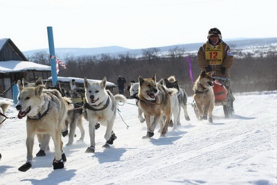 В камчатской гонке на собачьих упряжках "Берингия" примут участие 17 каюров