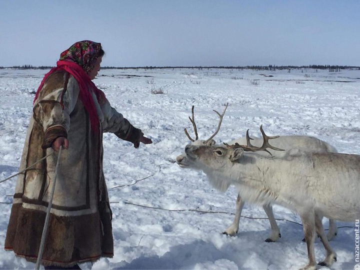 На Ямале запустят мультимедийный проект с путешествием по тундре