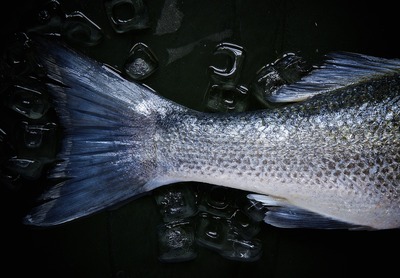 Коренным народам Ямала увеличили квоту на вылов рыбы в шесть раз