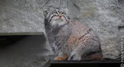 Слово "зажировка" вошло в словарь русского языка благодаря манулу Тимофею