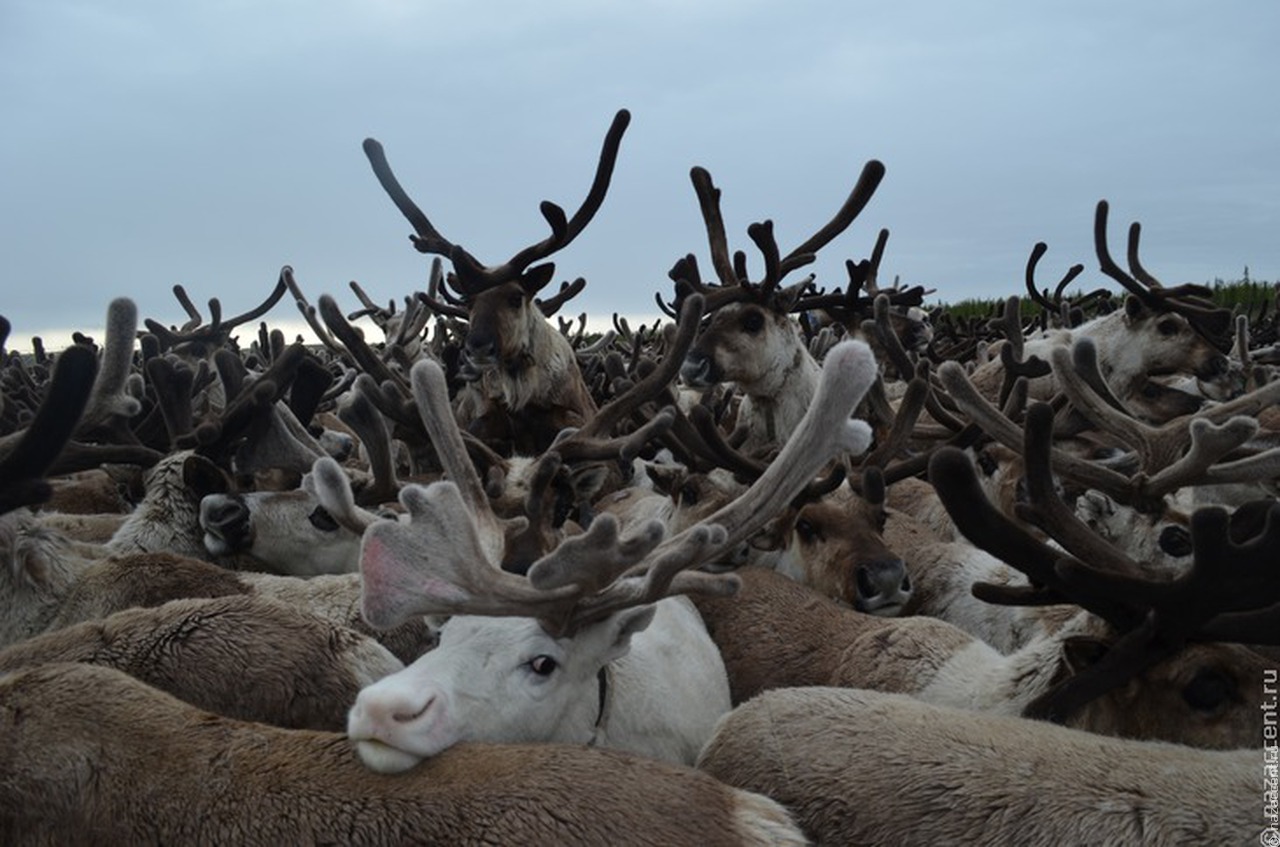 Ненецких оленеводов отправят в Финляндию учиться обвалке мяса