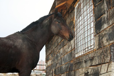Два миллиона рублей составит призовой фонд на Дне коня в Татарстане