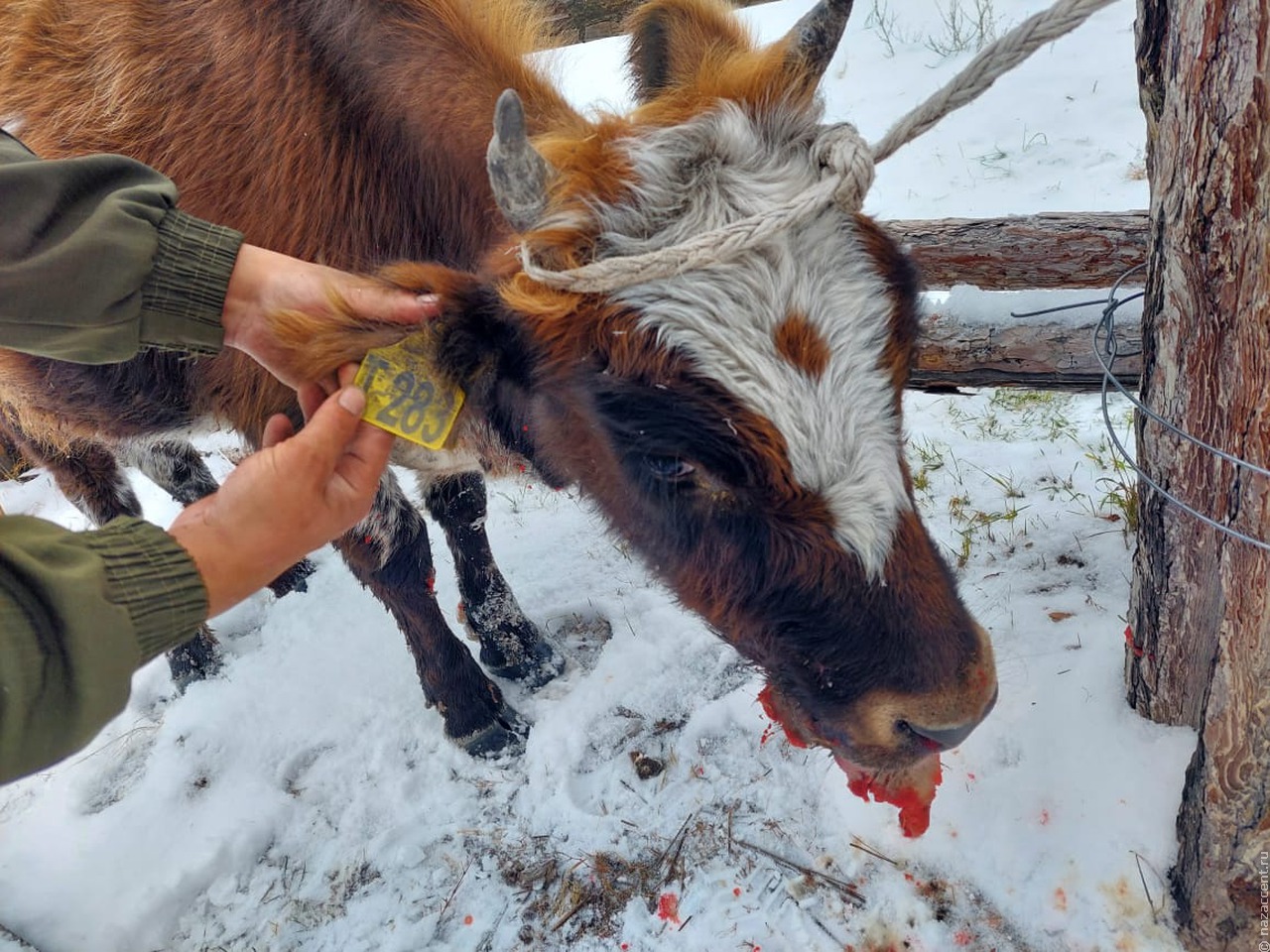 Коров воспроизводимой якутской породы расстреляли на предприятии у села Таастаах