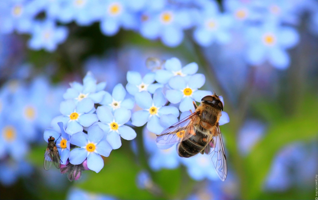 На юге Башкортостана массово гибнут пчелы