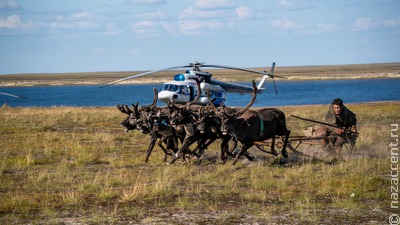 Кочевники потребовали заменить ушные бирки для оленей на чипы
