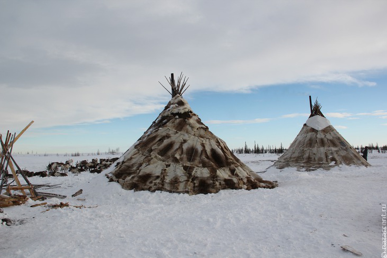 Чумовой капитал станет одинаковым для всех кочевых семей Ямала