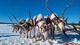 День оленевода предложили отмечать на Чукотке в первое воскресенье марта