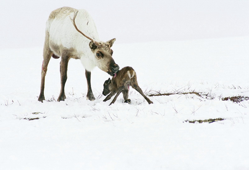 Маленькие северные олени. Важенка самка Северного оленя. Детеныш Северного оленя. Северный Олененок с мамой. Северная олениха с олененком.