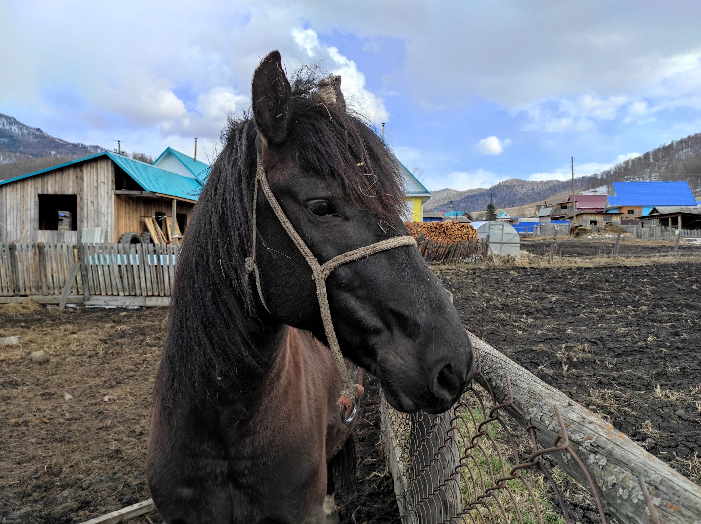 Алтайский конь